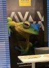 frog banner